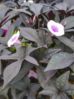 Ipomée ou Liseron bleu Sweet Caroline Purple