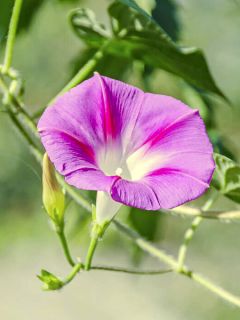 Graines d'Ipomée Candy Pink - Ipomoea purpurea