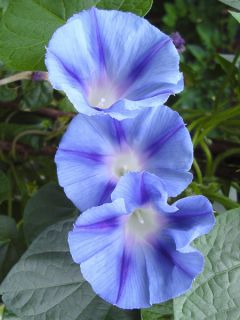 Volubilis 'Light Blue Star'