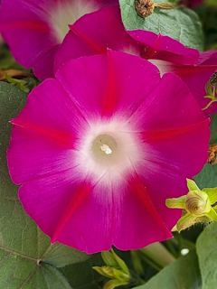 Ipomée 'Crimson Rambler'