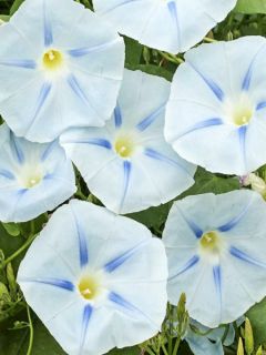 Graines d'ipomée Ismay - Ipomoea tricolor