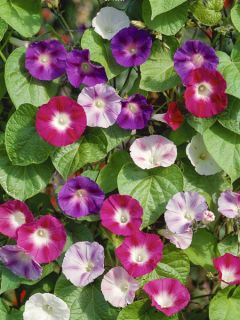 Ipomée en mélange Ipomée en mélange