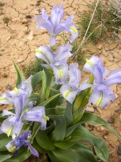 Iris aucheri - Iris botanique