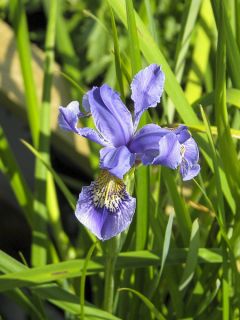 Iris bulleyana