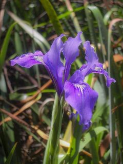 Iris douglasiana
