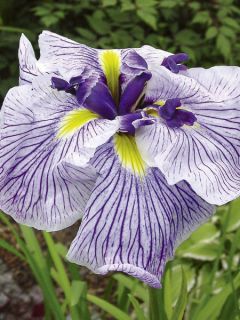 Iris japonais 'Caprician Butterfly'