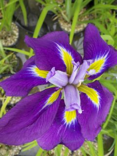 Iris du Japon - Iris ensata Center of Interest