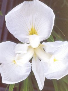 Iris du Japon - Iris ensata Comtesse de Paris