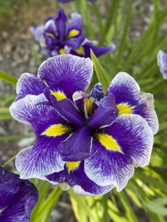 Iris du Japon - Iris ensata Crystal Halo