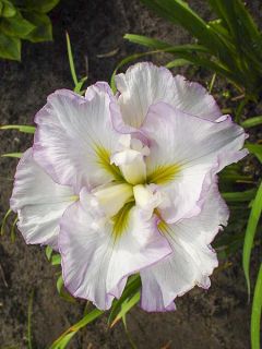 Iris du Japon - Iris ensata Lady in Waiting