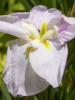 Iris du Japon - Iris ensata World s Delight