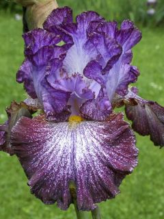 Iris germanica Ball of Confusion
