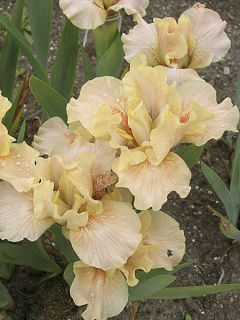 Iris germanica Ballet Lesson - Iris des Jardins Lilliput