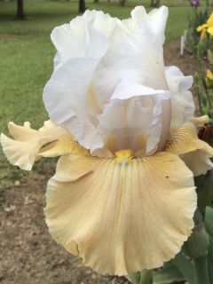 Iris germanica Champagne Frost