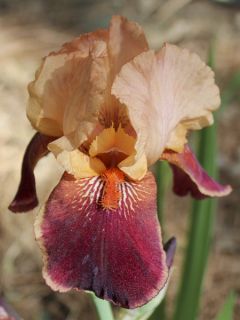 Iris germanica Cimarron Strip - Iris des Jardins