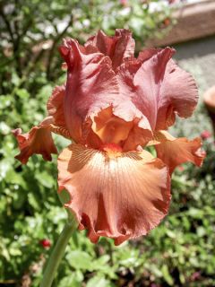 Iris germanica Copper Classic