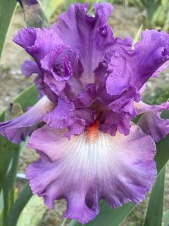 Iris germanica Fashion Statement - Iris des Jardins