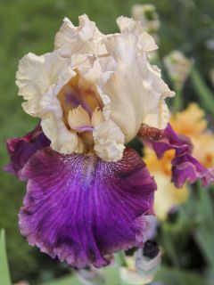 Iris germanica Jazz Festival