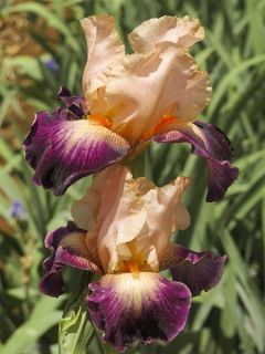Iris germanica Let's Boogie - Iris des Jardins