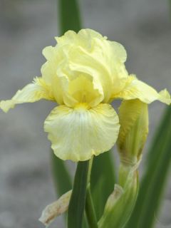 Iris Barbata-Media Maui Moonlight