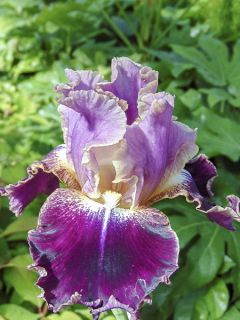 Iris germanica New Leaf
