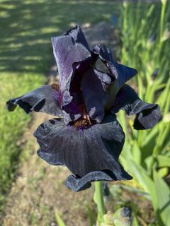 Iris germanica Old Black Magic