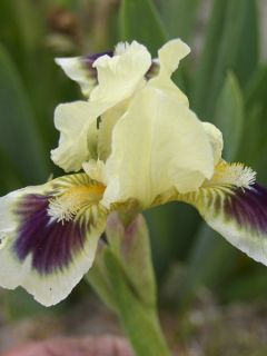 Iris germanica Petit Bijou - Iris des Jardins Lilliput