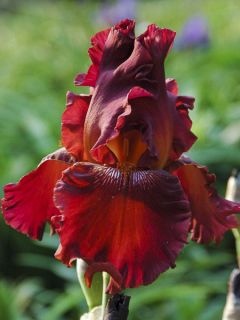 Iris germanica Play with Fire - Iris des Jardins.