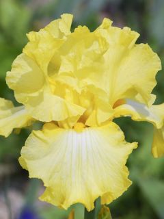 Iris germanica Rising Moon