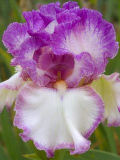 Iris germanica Striking