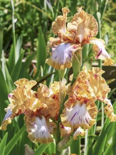 Iris germanica Toucan Tango