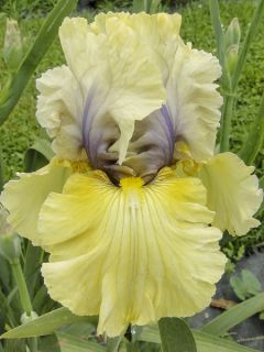 Iris germanica Trade Secret - Iris des Jardins