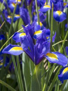 Iris de Hollande Blue Magic Iris de Hollande Blue Magic