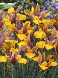 Iris de Hollande Bronze Queen Iris de Hollande Bronze Queen