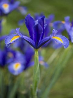 Iris de Hollande Sapphire Beauty Iris de Hollande Sapphire Beauty