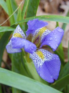 Iris lazica
