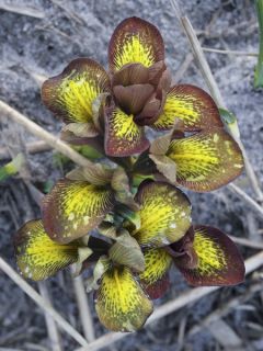 Iris reticulata Mars Landing - Iris réticulé hybride