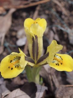 Iris reticulata Orange Glow - Iris réticulé