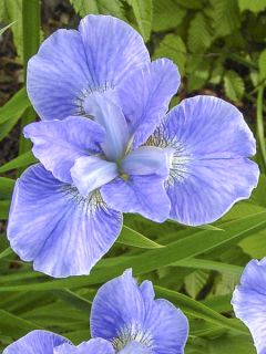 Iris de Sibérie - Iris sibirica Dear Delight