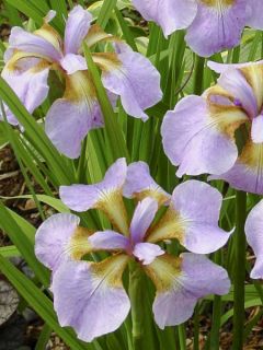 Iris de Sibérie - Iris sibirica Rikugi Sakura