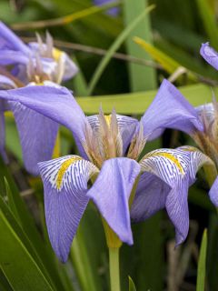 Iris unguicularis d'Alger Iris unguicularis d'Alger