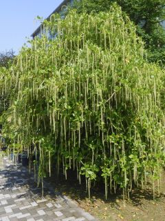 Itea ilicifolia
