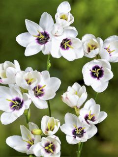 Ixia Giant - Lis des Blés