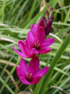 Lis d'Afrique 'Mabel'