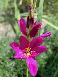 Ixia Venus - Lis des blés