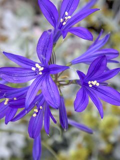 Ixiolirion tataricum - Lis de Sibérie