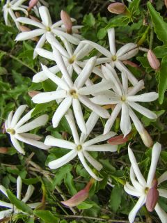 Jasmin - Jasminum multipartitum Jasmin - Jasminum multipartitum