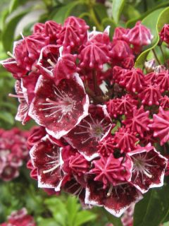 Kalmia latifolia Heart's Desire - Laurier des montagnes rouge-canelle à centre et bords blancs