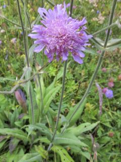 Knautia longifolia