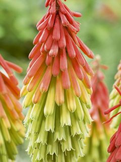 Red Hot Poker (Kniphofia) Traffic Lights 